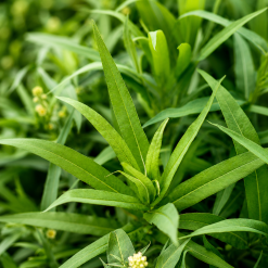 Cánh đồng bồ công anh