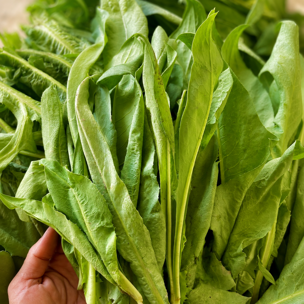Trà Bồ Công Anh O'FARM