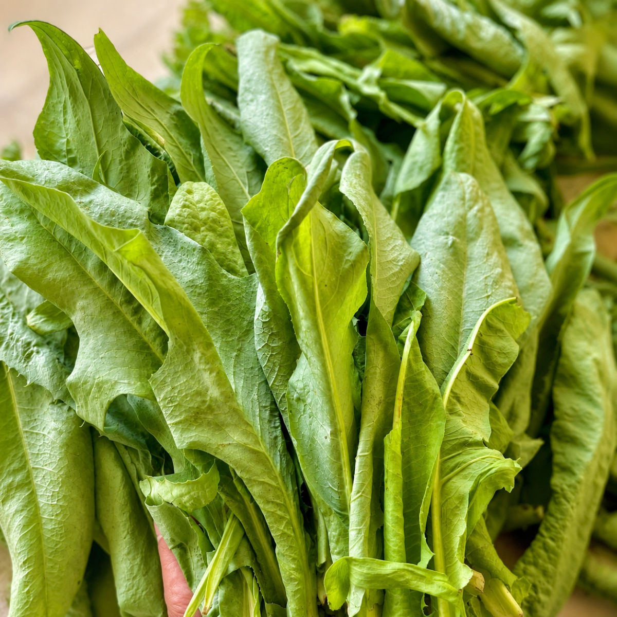 Trà Bồ Công Anh O'FARM